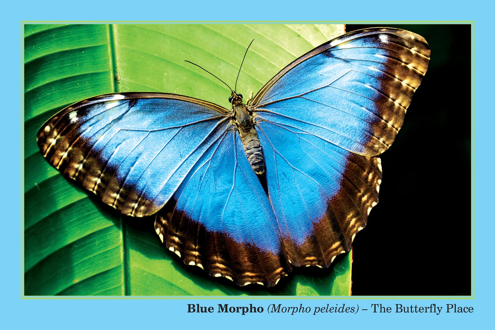 The Butterfly Place Blue Morpho postcard